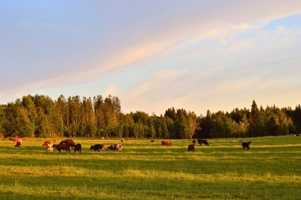 cows graze peacefully in a sunny summer field near swedish forest. perfect rural landscape norrtälje n, stockholms län, sweden