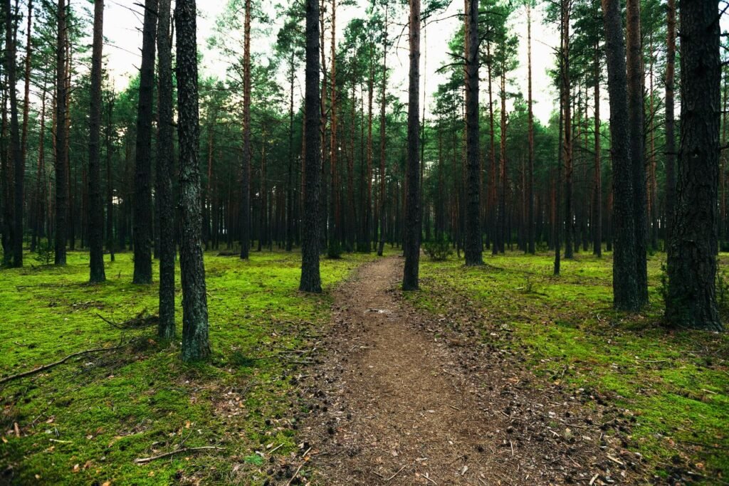 tranquil path through a pine forest in vileika, belarus, during springtime