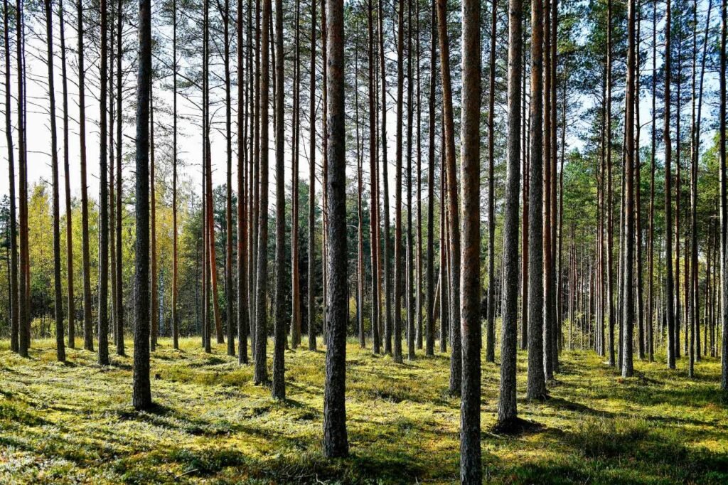 tranquil pine forest in männiku, estonia with sunlight filtering through tall trees männiku, harju county, estonia