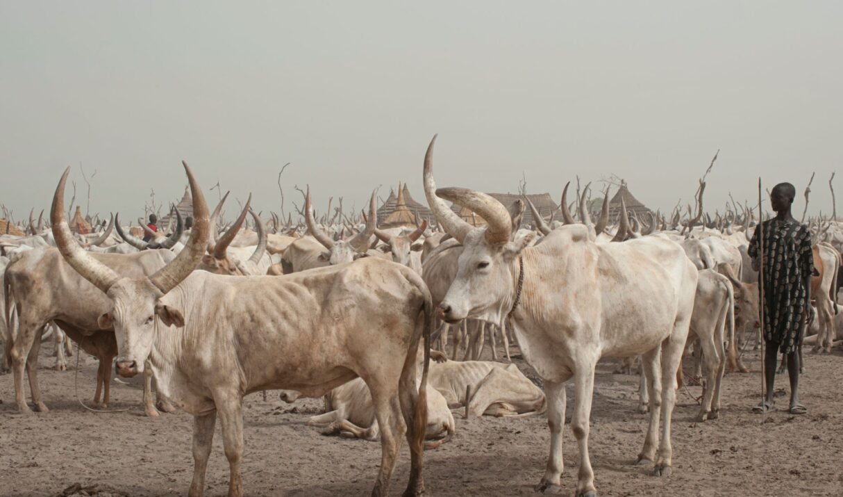 The Cattle Culture of South Sudan — Where Cows Are Currency, Bride Price and Soul All at Once