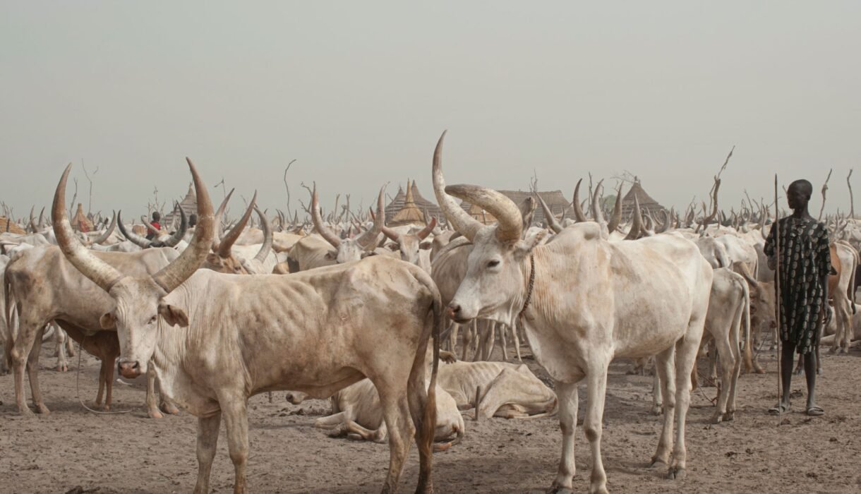 cattle