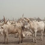 The Cattle Culture of South Sudan — Where Cows Are Currency, Bride Price and Soul All at Once cattle